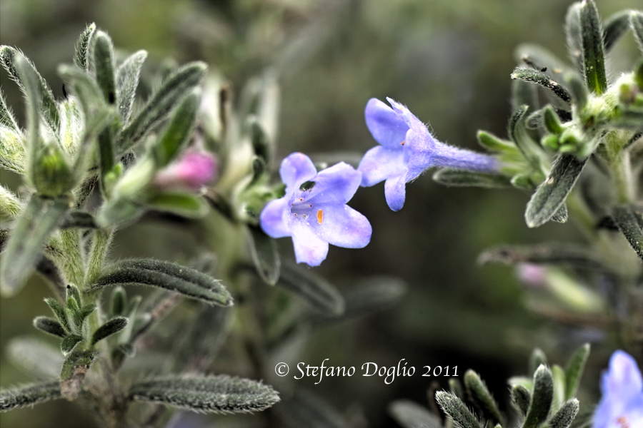 Lithodora maroccana